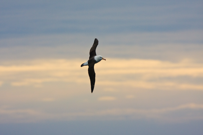 Black-Browed Albatross In Flight